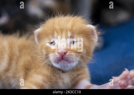 Nouveau-né orange tabby chat étirement, kitten concept, demi-ouvert yeux nouveau-né chat est en position, mignon petit kitten concept, drôle rouge chat bébé Banque D'Images
