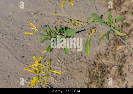 Nicotiana glauca, plante de tabac en fleurs sauvages dans la campagne espagnole Banque D'Images