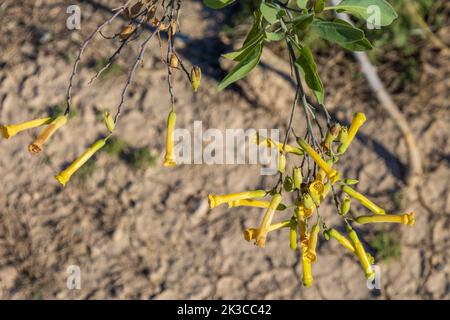 Nicotiana glauca, plante de tabac en fleurs sauvages dans la campagne espagnole Banque D'Images