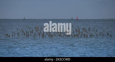 Bécseaux sanderling en vol sur une plage de la baie de somme Banque D'Images