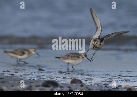 Baie de somme, oiseaux en vol Banque D'Images