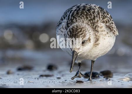 Baie de somme, oiseaux en vol Banque D'Images