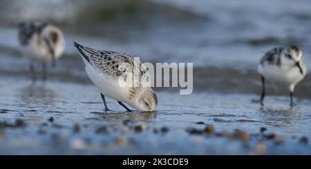 Baie de somme, oiseaux en vol Banque D'Images