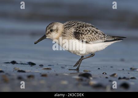 Baie de somme, oiseaux en vol Banque D'Images