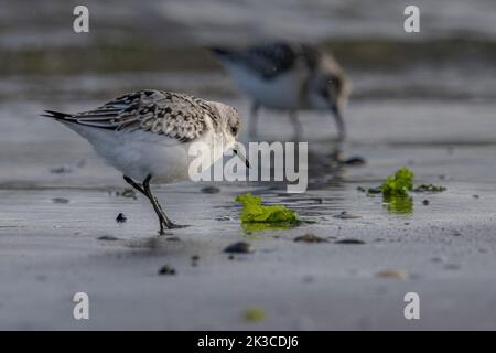 Baie de somme, oiseaux en vol Banque D'Images