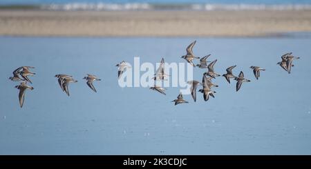 Baie de somme, oiseaux en vol Banque D'Images