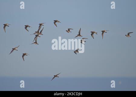 Baie de somme, oiseaux en vol Banque D'Images