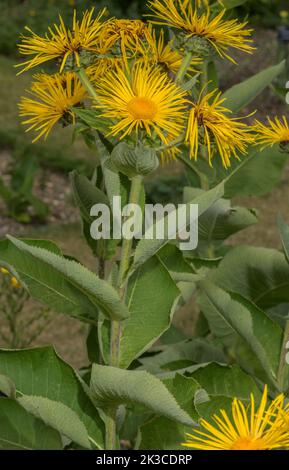 Œil de boeuf à feuilles de coeur, Telekia speciosa en fleur, Carpates. Banque D'Images