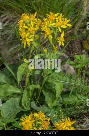 Golden-Rod, Solidago virgaurea, en fleur. Banque D'Images