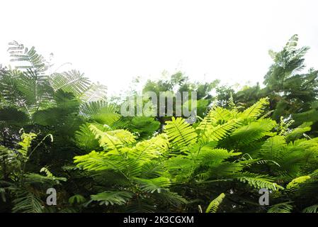 La plupart du temps floue Delonix regia feuilles sur fond blanc ciel avec espace de copie Banque D'Images