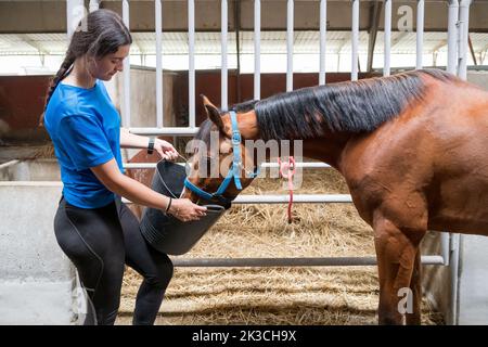 Vue latérale du cheval de la baie d'alimentation femelle depuis le godet tout en se tenant près de la stalle avec clôture en métal et foin dans la grange Banque D'Images