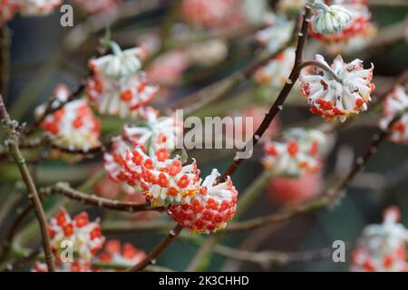 Edgeworthia chrysantha 'Red Dragon', Edgeworthia chrysantha 'Akebono', Edgeworthia chrysantha 'Rubra', Edgeworthia chrysantha rubra, buisson. Banque D'Images