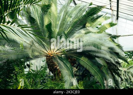 Arbres tropicaux et plantes dans la serre botanique. Jardin de palmiers en serre Banque D'Images