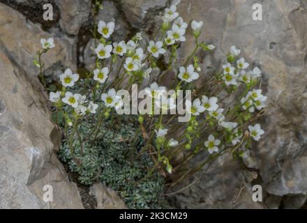 Saxifrage bleu, Saxifraga caesia, clamme de fleur sur la falaise calcaire. Banque D'Images