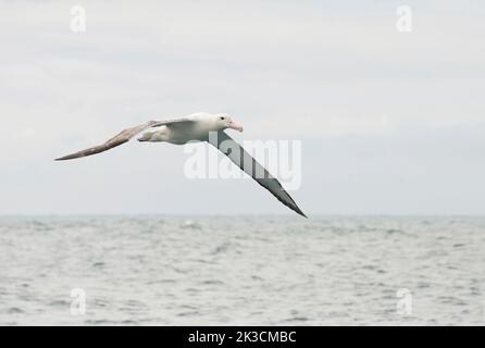 Albatros ou toroa royal du sud (Diameda sanfordi) en vol Banque D'Images