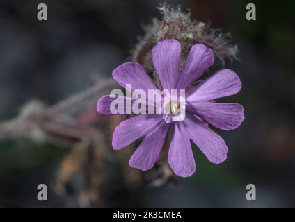 Hybride Rose Campion, Silene latifolia x Silene dioica = Silene x hampeana. (campion rouge x Campion blanc) en fleur. Banque D'Images