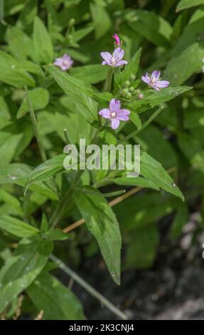 wowherb de bonnette, Epilobium parviflorum, en fleurs et fruits. Banque D'Images