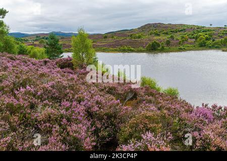 Loch Na Ba Ruaidhe, Kiltarlity, inverness shire, Royaume-Uni Banque D'Images