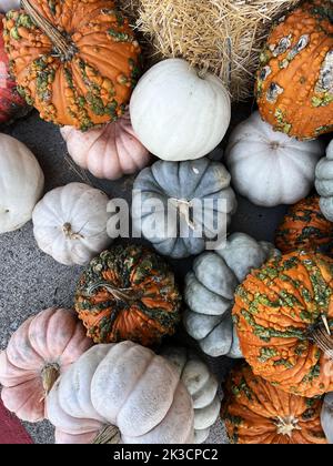 Beaucoup de citrouilles à sculpter en automne à vendre à Pumpkin Patch pour Halloween Banque D'Images