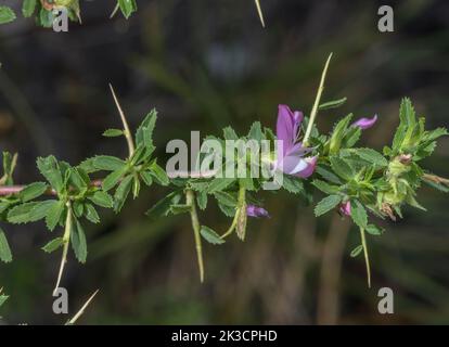 Herses-repos épineuses, Ononis spinosa en fleur, montrant des épines. Banque D'Images