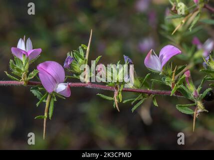 Herses-repos épineuses, Ononis spinosa en fleur, montrant des épines. Banque D'Images