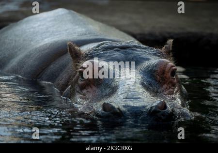 Gros plan d'un hippopotame commun dans l'eau à la lumière du jour Banque D'Images