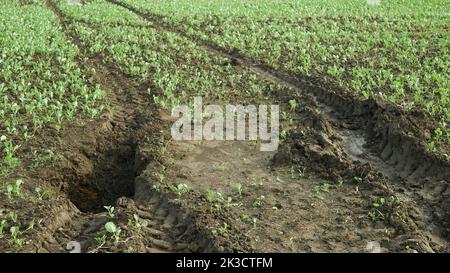 L'érosion des champs endommage les puits de sol les terres de terre mal gérées avec des terres dégradées de terre arable et de terre arable. Zone de vadose compactée Banque D'Images