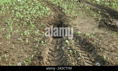 L'érosion des champs endommage les puits de sol les terres de terre mal gérées avec des terres dégradées de terre arable et de terre arable. Zone de vadose compactée Banque D'Images