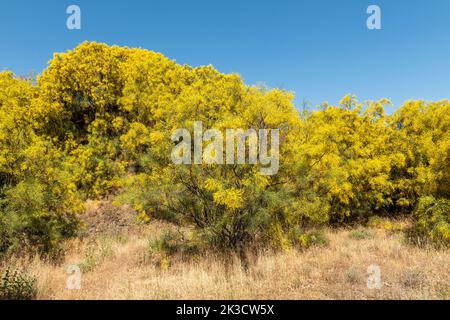 Le balai de l'Etna (Genista aetnensis) en fleur, une vue spectaculaire en été, qui s'accroît sur les pentes du célèbre volcan sicilien Banque D'Images