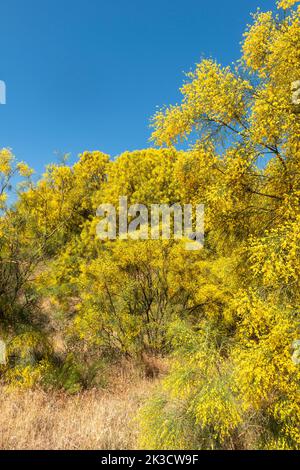 Le balai de l'Etna (Genista aetnensis) en fleur, une vue spectaculaire en été, qui s'accroît sur les pentes du célèbre volcan sicilien Banque D'Images