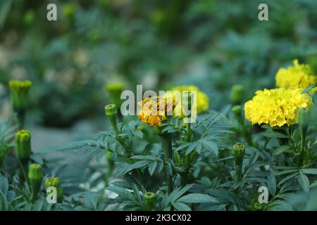 Fleur jaune des Marigolds (Tagetes erecta, marigold mexicain, marigold aztèque, marigold africain) Banque D'Images