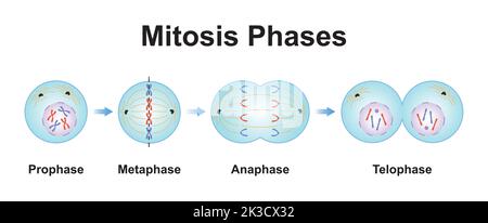 Conception scientifique des phases de mitose (Division cellulaire). Symboles colorés. Illustration vectorielle. Illustration de Vecteur