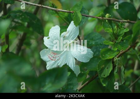 Hibiscus rosa-sinensis est un genre de plantes à fleurs de la famille des maliques, Malvaceae. C'était une fleur nationale malaisienne appelé Bunga Raya. (peu profond Banque D'Images