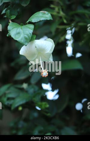 Hibiscus rosa-sinensis est un genre de plantes à fleurs de la famille des maliques, Malvaceae. C'était une fleur nationale malaisienne appelé Bunga Raya. (peu profond Banque D'Images