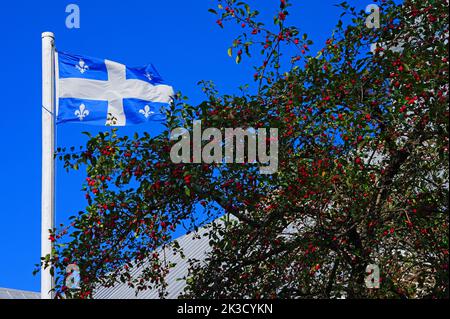 Un drapeau québécois aux fleurs de nénuphars blanches Banque D'Images