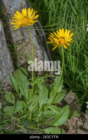 Clusius's Leopard-bane, Doronicum clusii en fleur, Alpes italiennes. Banque D'Images