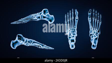 OS précis des os du pied gauche humain ou squelette 3D illustration du rendu. Vues latérales, médiales, dorsales et plantaires. Anatomie, ostéologie, squelette Banque D'Images