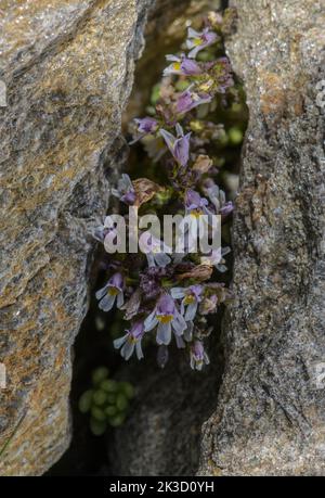 Nain Eyebright, Euphrasia minima en fleur dans la roche acide schiste, Alpes italiennes. Banque D'Images