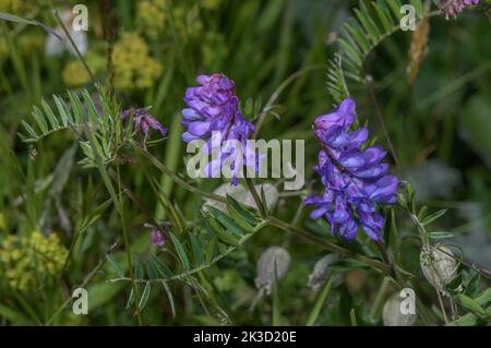 Vesce touffeté, Vicia cracca en fleur dans les Alpes suisses. Banque D'Images