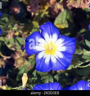 Fleur bleue gloire du matin ou herbe à poux sur la pelouse dans le jardin fleuri. Convolvulus Tricolore Banque D'Images