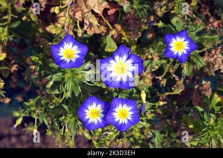 Fleur bleue gloire du matin ou herbe à poux sur la pelouse dans le jardin fleuri. Convolvulus Tricolore Banque D'Images