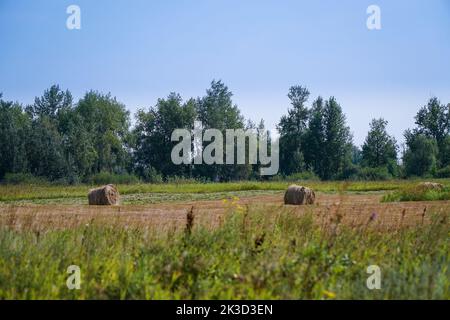 Balles de foin ou rouleaux payeurs dans un défrichement près de la forêt Banque D'Images