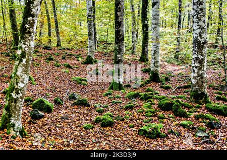 Paysage d'automne de la Réserve naturelle de Fageda d'en Jorda (forêt de Jorda Beech) à la Garrotxa, Gérone Banque D'Images