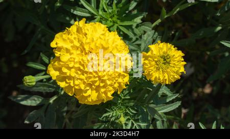 Boutons de fleurs jaunes, marigolds dans le lit de fleurs, fond floral Banque D'Images