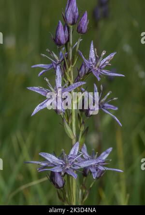 Marais Felwort, Swertia perennis, en fleur en tourbière alpine, Vanoise, Alpes françaises. Banque D'Images