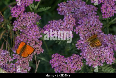 Cuivre rare, mâle et femelle, Lycaena virgaureae se nourrissant d'une flèche jaune de montagne rose, Alpes italiennes. Banque D'Images