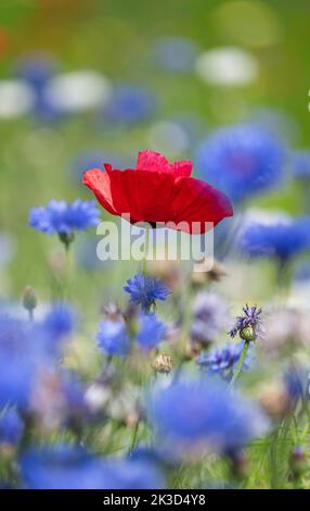 Coquelicot commun: Papaver rhoeas, dans la prairie avec des cornflowers.Surrey, Royaume-Uni Banque D'Images