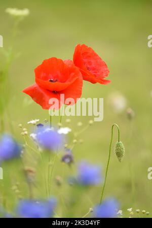 Coquelicot commun: Papaver rhoeas, dans la prairie avec des cornflowers.Surrey, Royaume-Uni Banque D'Images