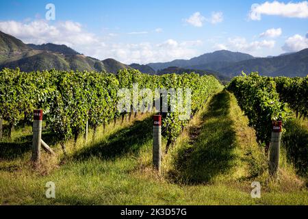 Vignobles de la région de Marlborough, Île du Sud, Nouvelle-Zélande Banque D'Images