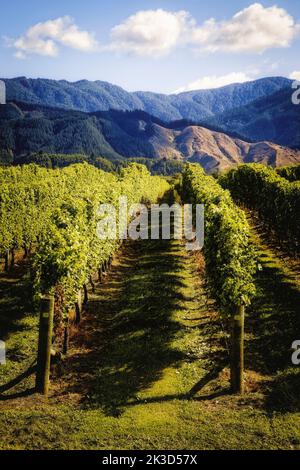 Les vignobles de la région de Marlborough en Nouvelle-Zélande. Banque D'Images